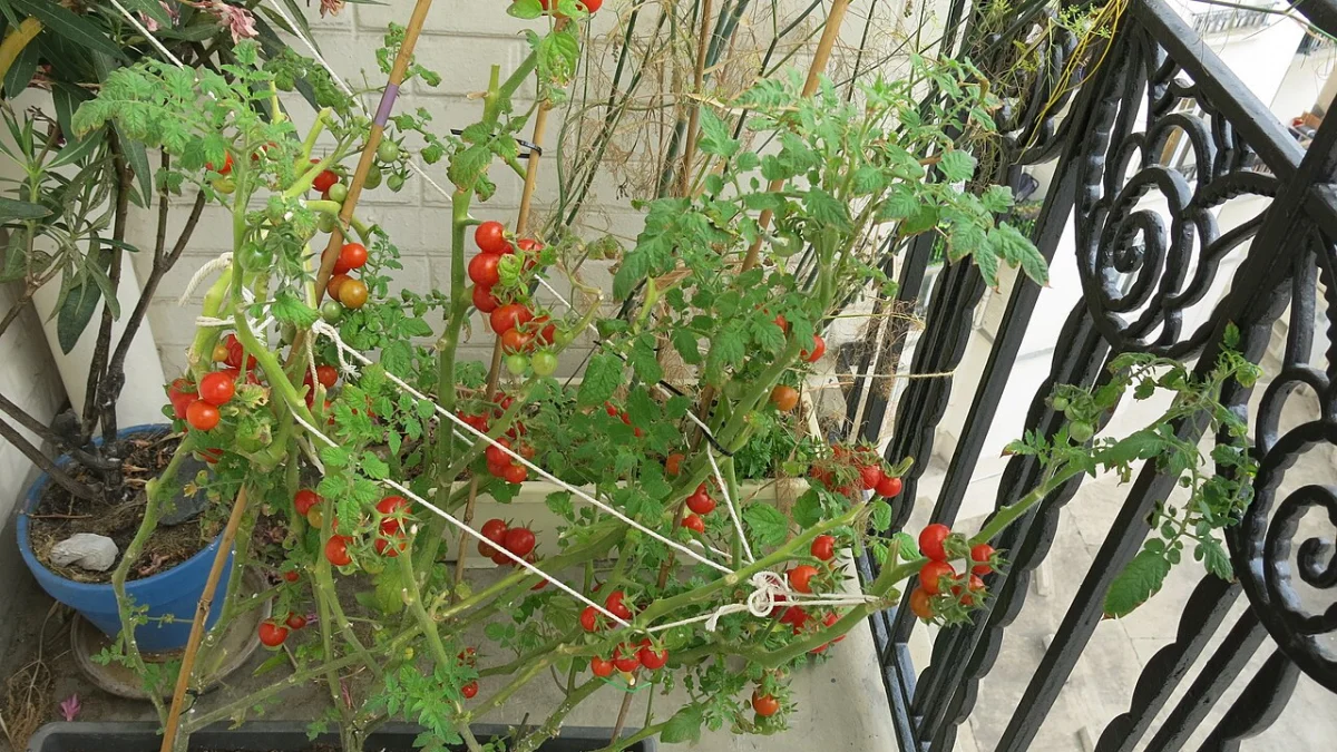 Garten Anfänger Tipps Erste Schritte: Schritt-für-Schritt erklärt